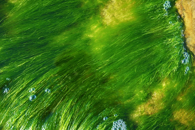 grass and water ripples into a lake