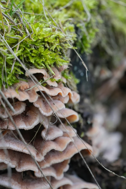 closeup of a bunch of moss growing on a tree