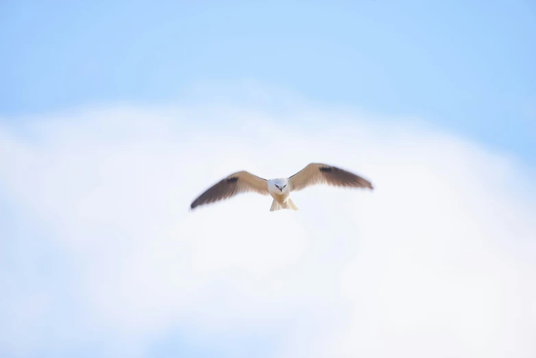 a white and brown bird is flying in the blue sky