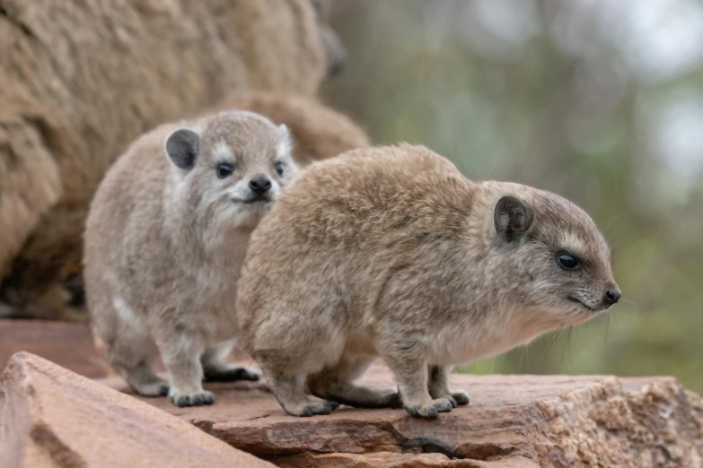 two meerkats standing on a rock wall in the outdoors