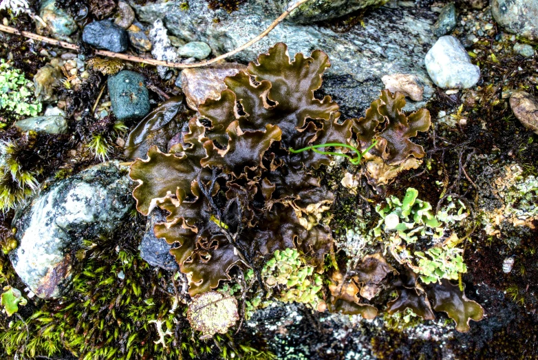 close up image of vegetation growing on a rock