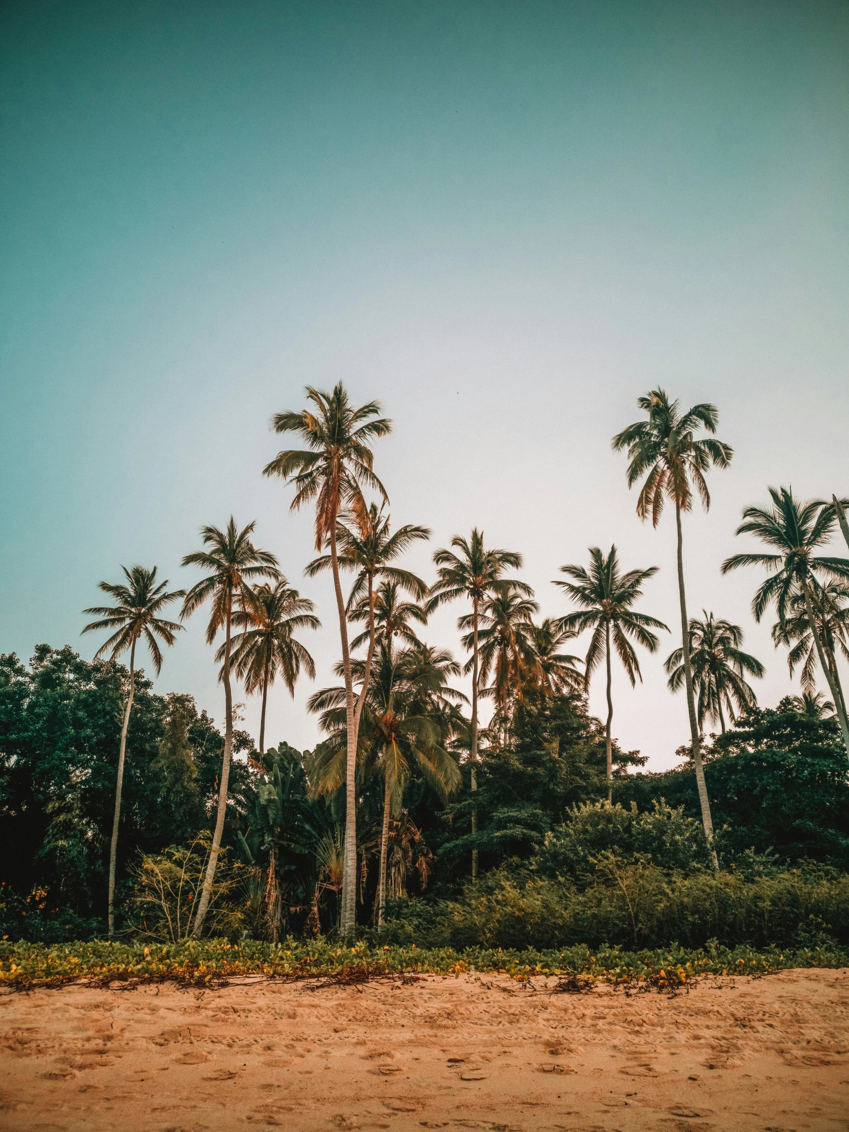 a sandy area with many palm trees on it