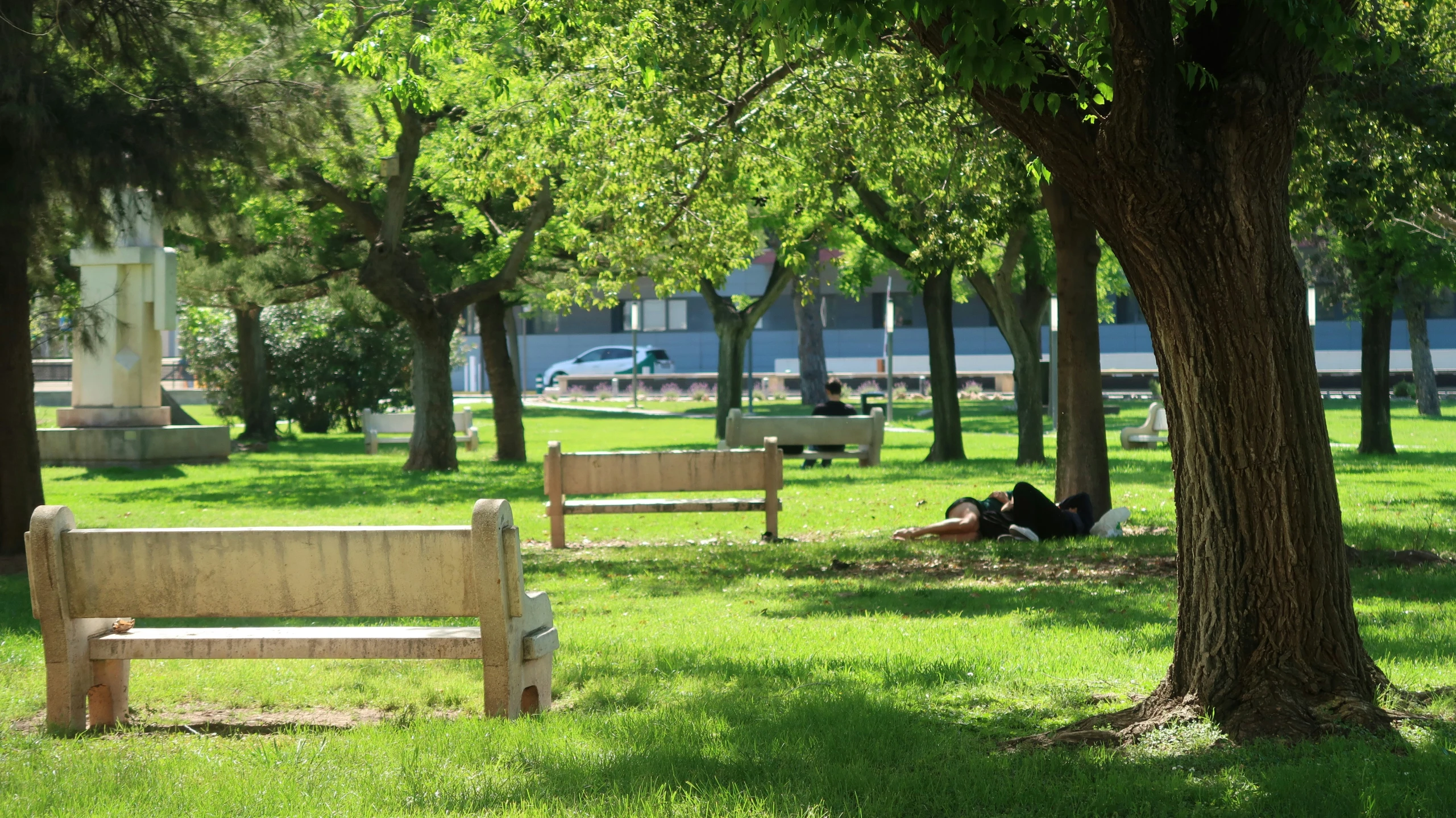 a park bench sits by a large tree