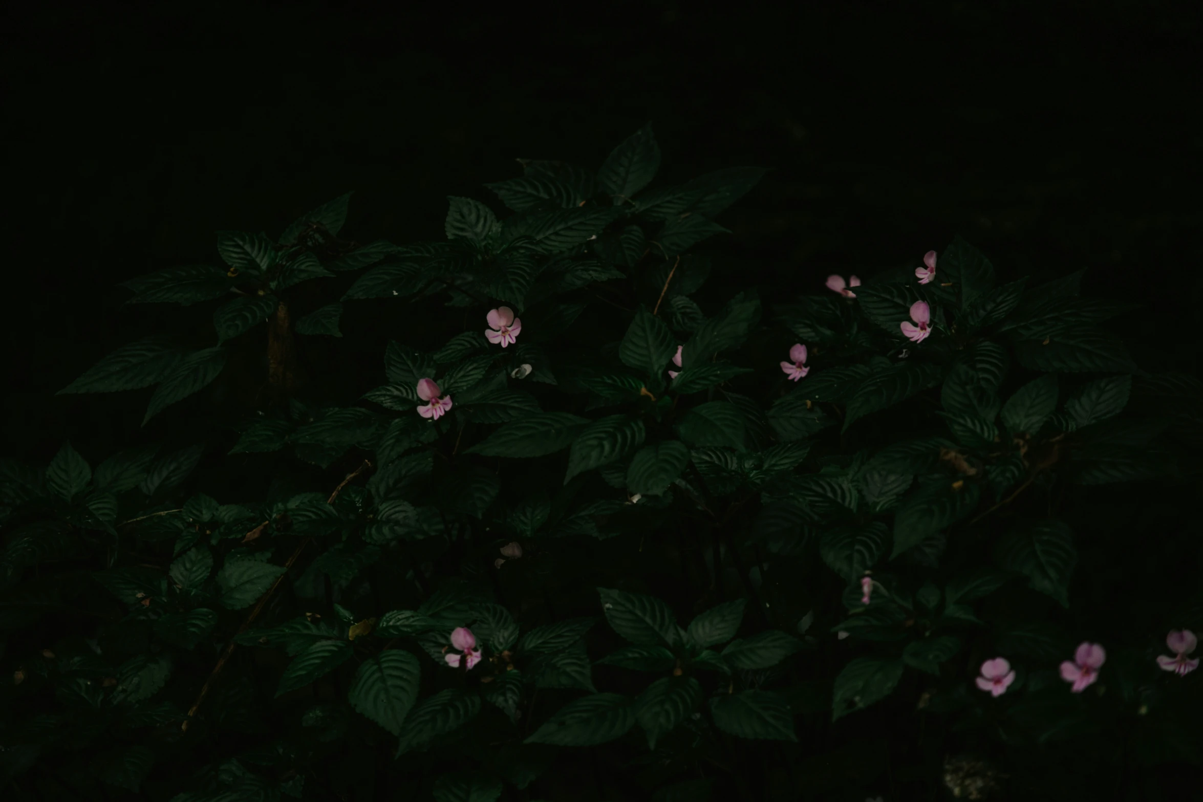 this is a very dark and dark picture of some flowers