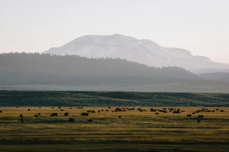 many cows graze in the field below a large mountain