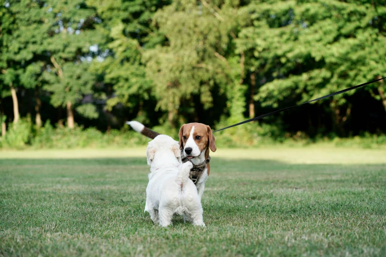 a couple of dogs running on a field