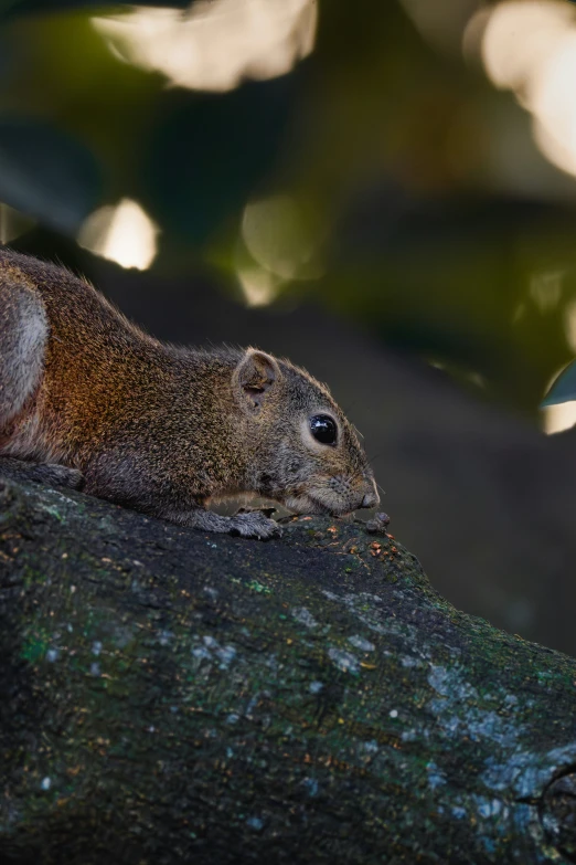 a brown squirrel sleeping on the edge of a tree