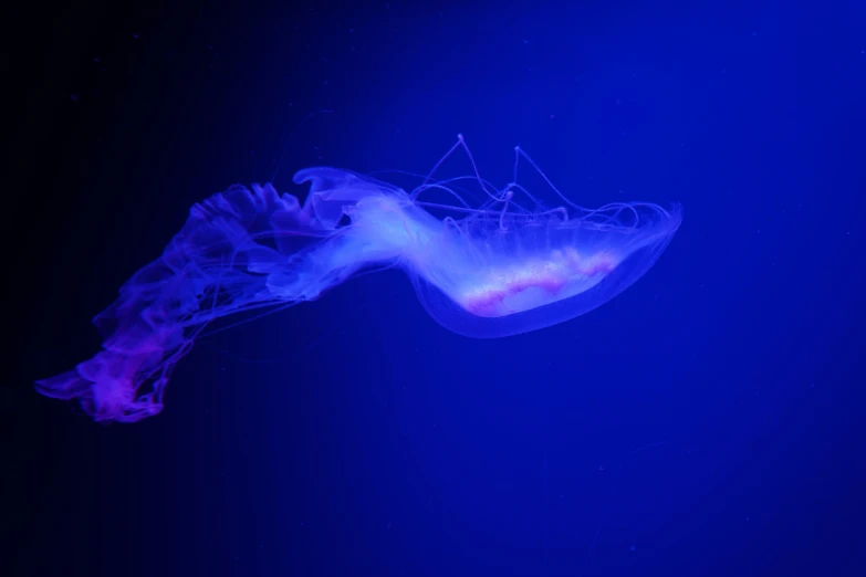 a colorful jellyfish floats by the surface of water
