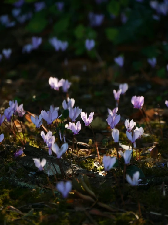 there are some pink and white flowers in the woods