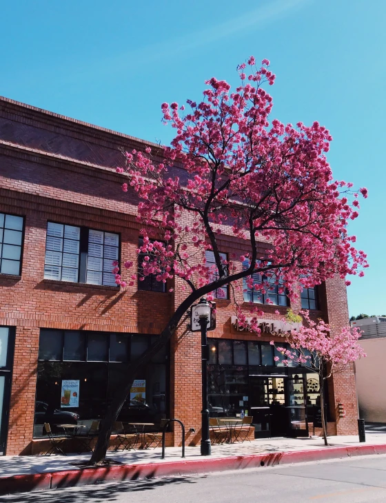 an apple tree in bloom next to a store