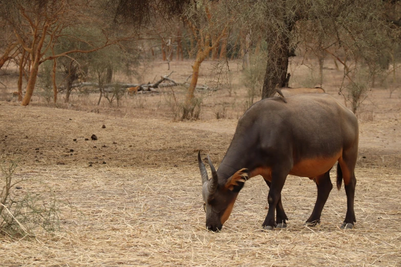 an adult steer is standing with it's head down