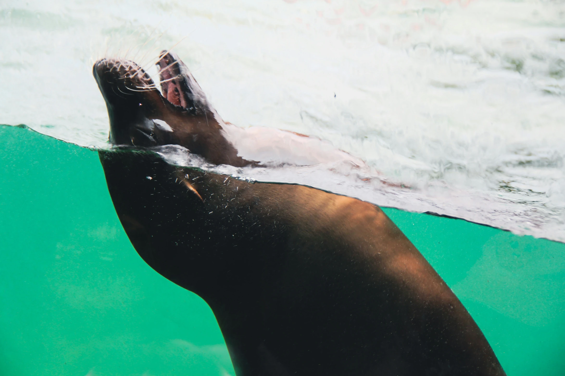 a sea lion is playing under water