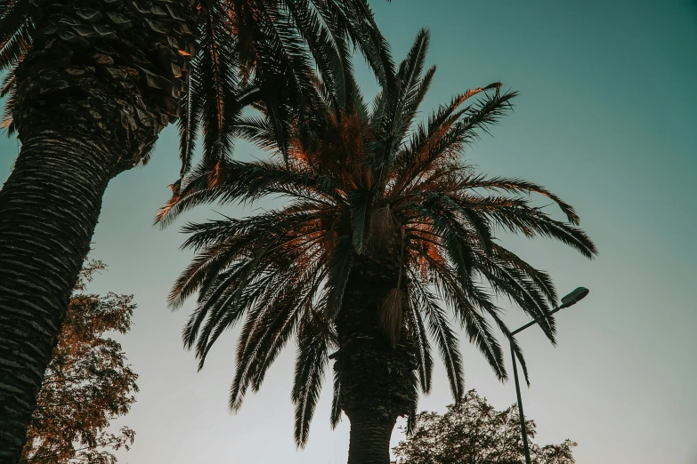 an airplane flying past some very tall palm trees