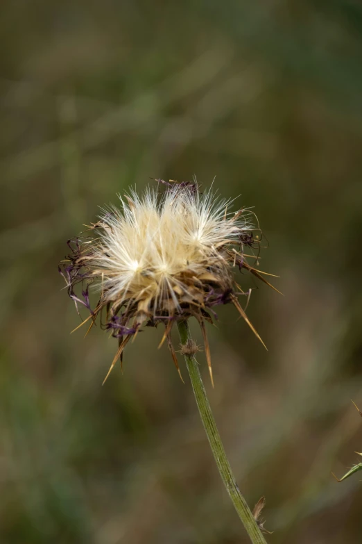 a dandelion on a twig in the foreground