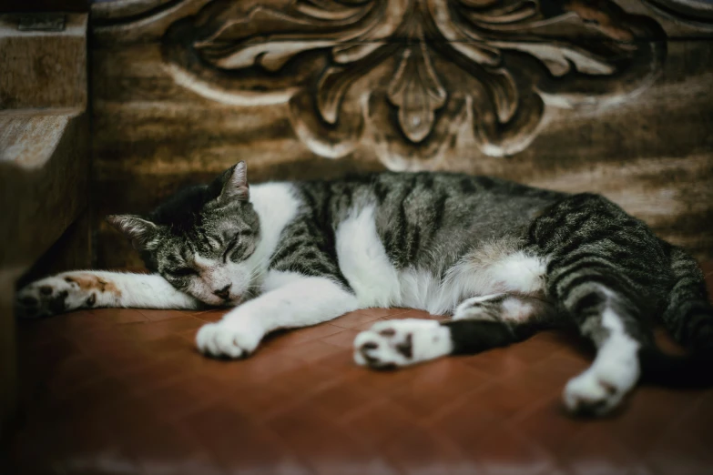 a gray and white cat laying on top of a couch