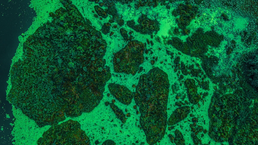 the view from space shows dark green bubbles floating on a body of water