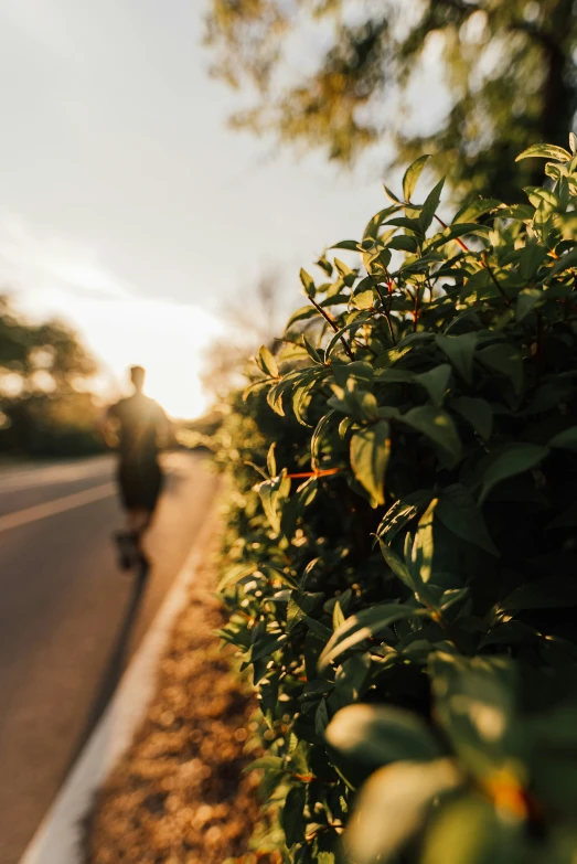 person walking down the street near trees