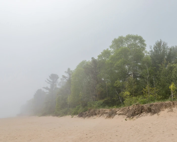 a group of trees are growing by the beach