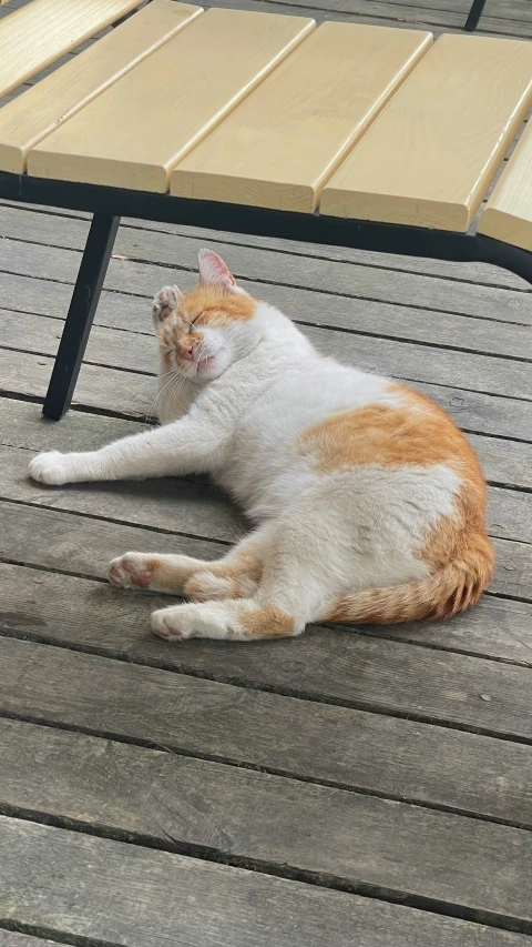 a white and orange cat laying on a wooden deck