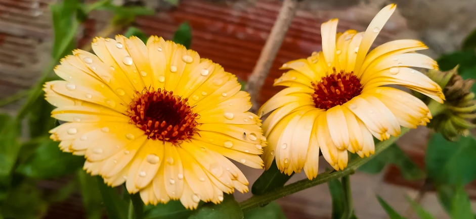 the small flowers are covered with rain drops