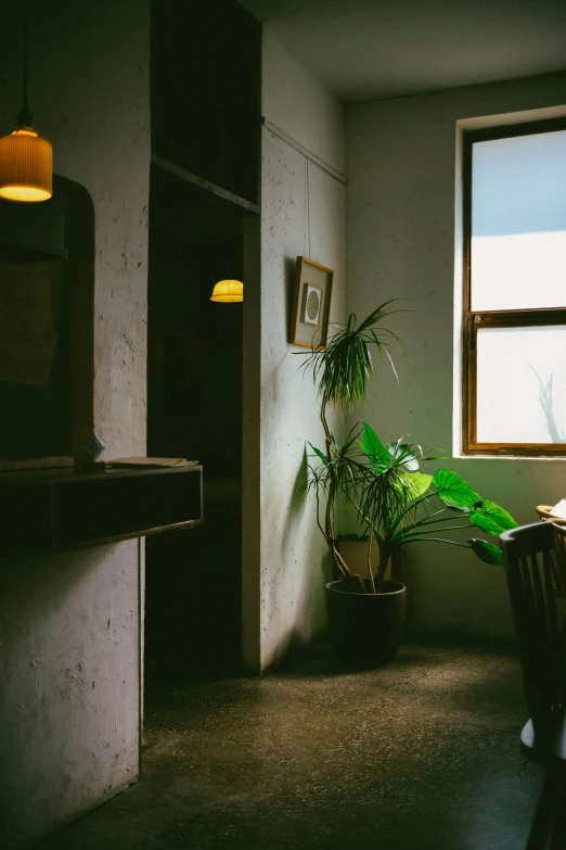 a plant in a pot sits next to a window in a room