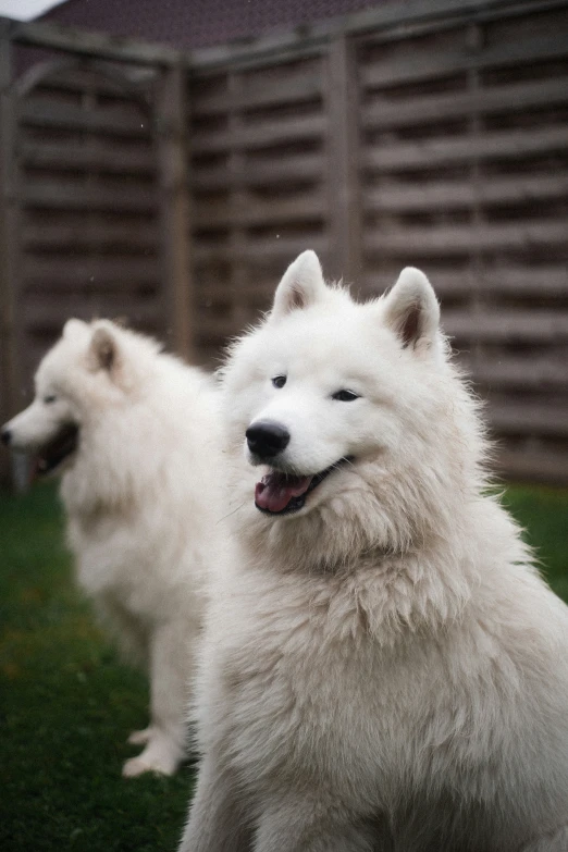 two white dogs stand on grass with their front paws open