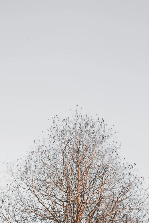 an image of a tree in the snow