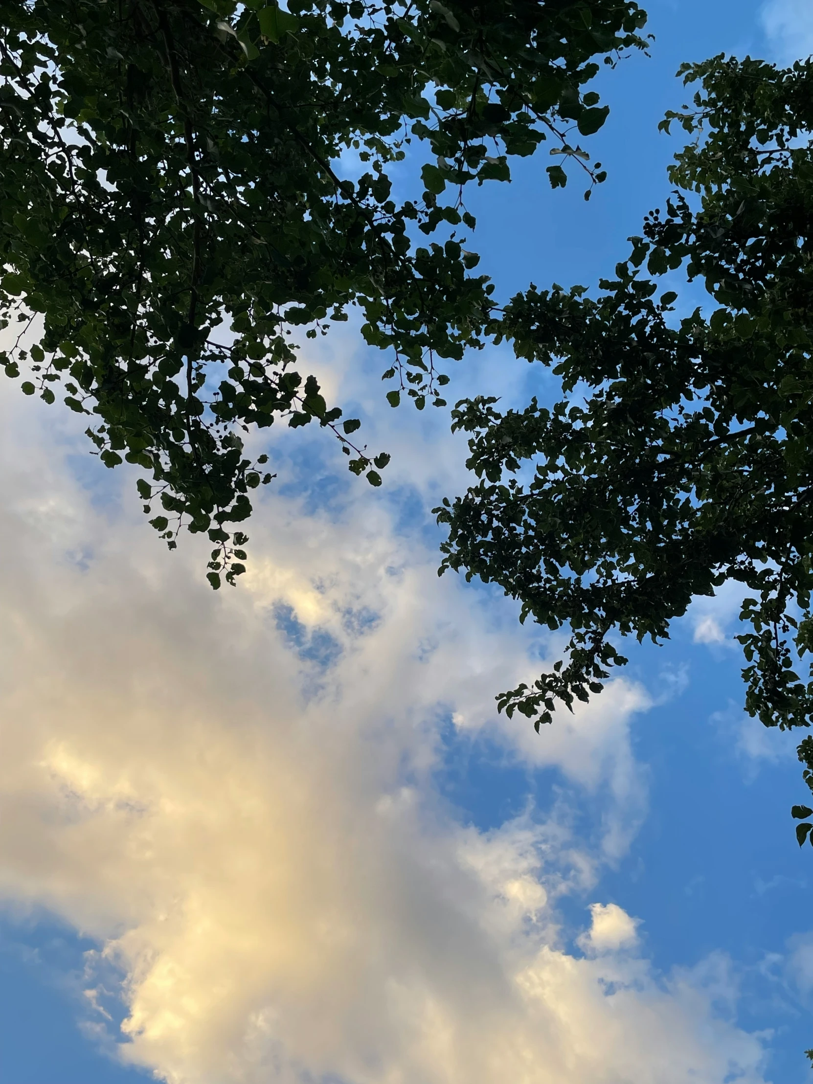 trees and blue skies reflected in a window