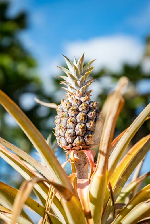 a pineapple plant with a cluster of fruit growing