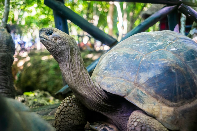 an image of a giant tortoise and its baby