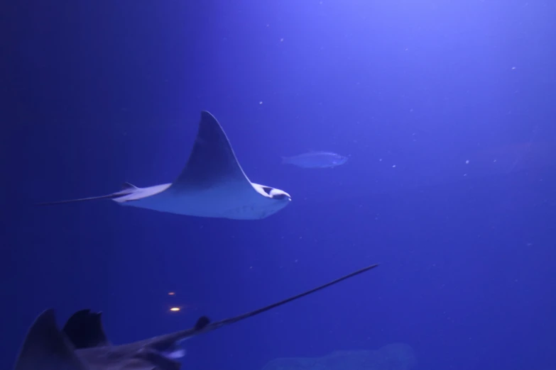 two large fish swim over an aquarium in the sea