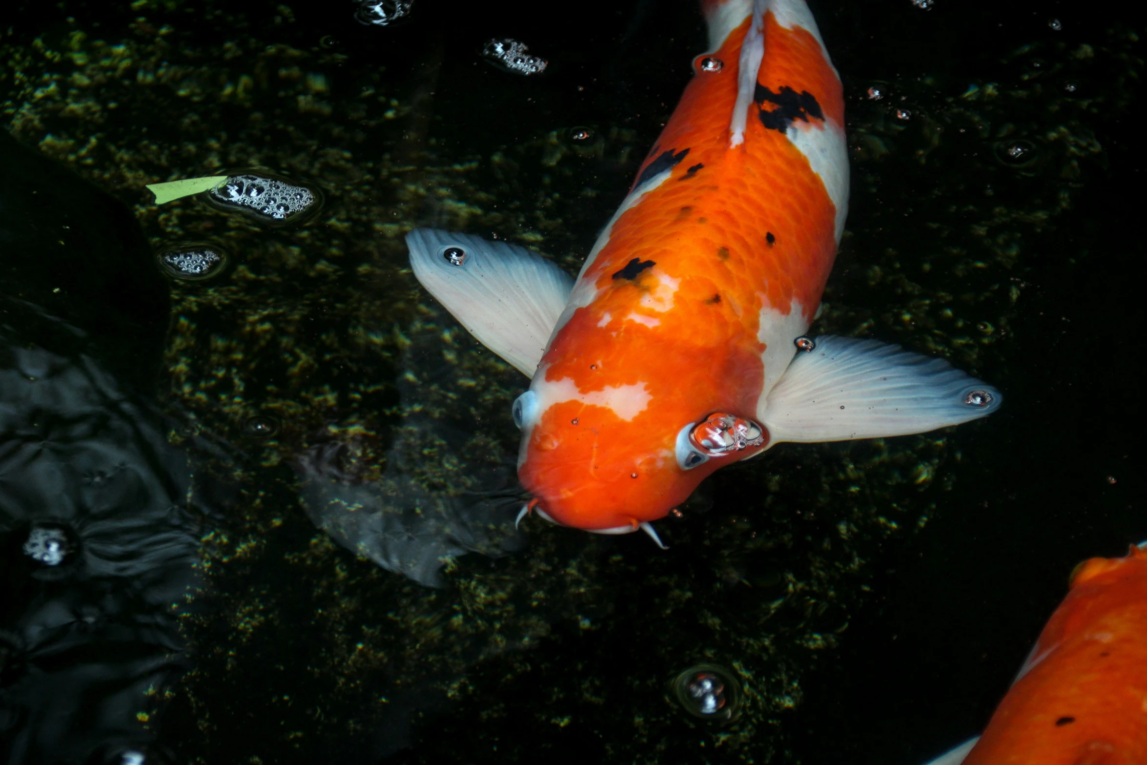 two orange and white fish swimming near a larger one