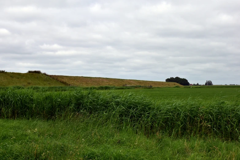 a green field with tall grass growing on top of it