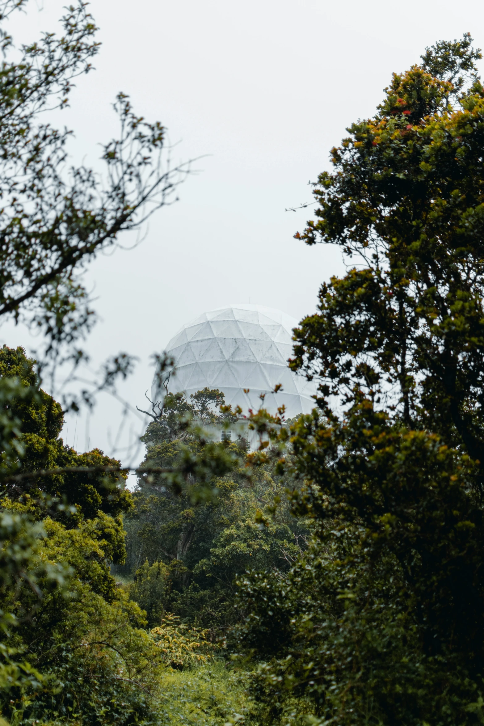 a clear dome sitting on top of a forest