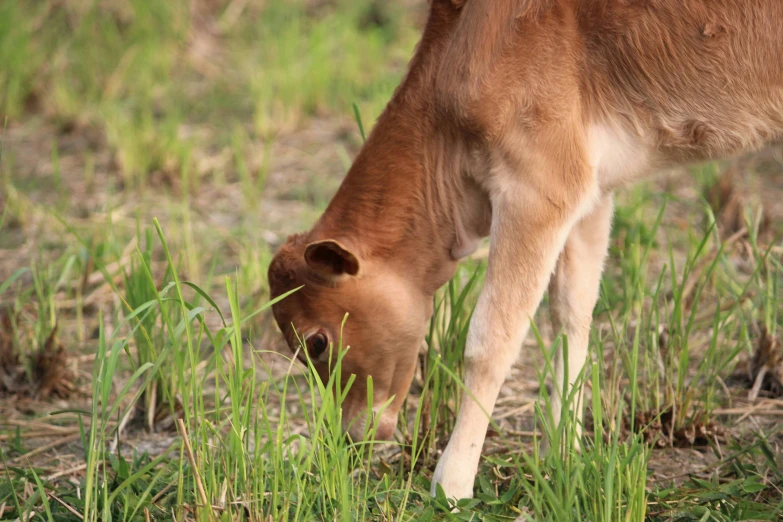 a brown cow grazing on grass in a field