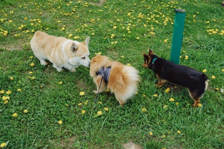 two dogs and one dog looking at each other