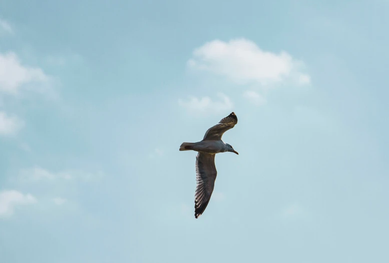 a seagull is flying in the sky on a clear day