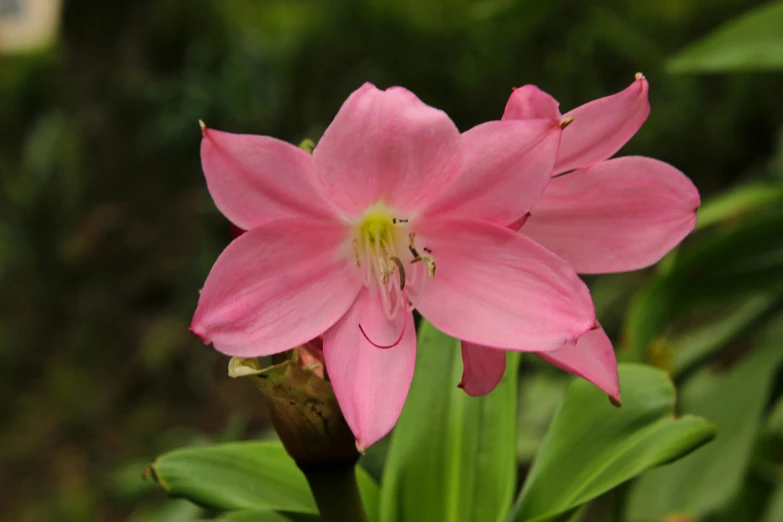 there is a pink flower blooming outside in the day