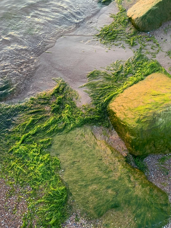 seaweed cover the beach near a large body of water