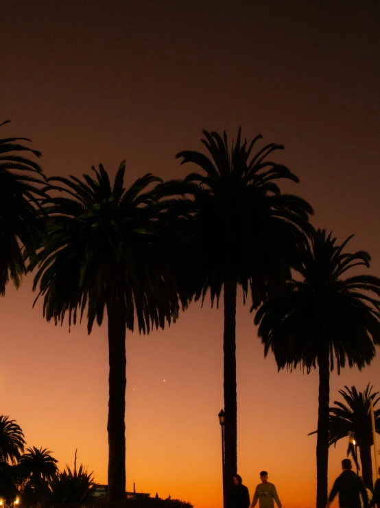 two people on a skateboard in front of palm trees