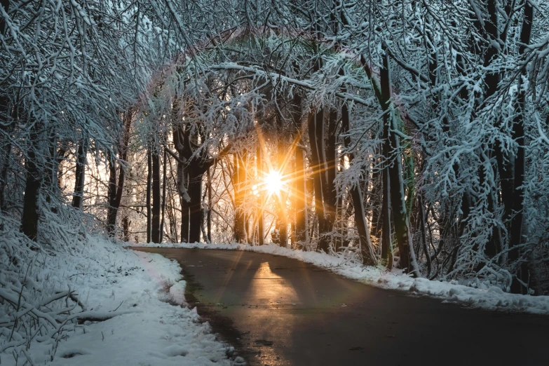 the sun is setting through the trees over the road