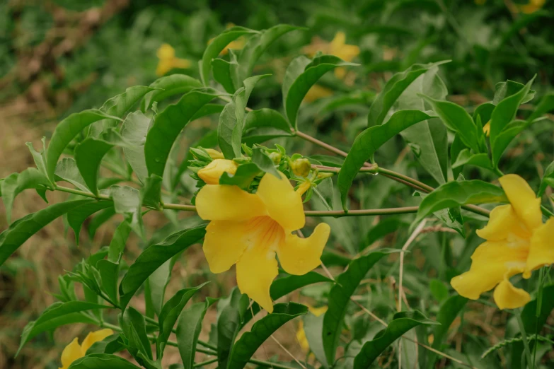 the large yellow flowers are blooming on the stem