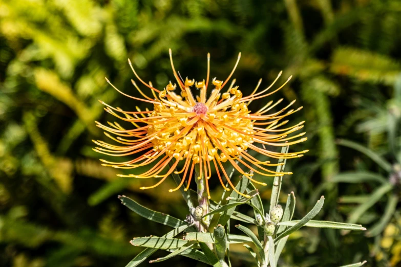 a yellow flower with some small leaves in front of trees