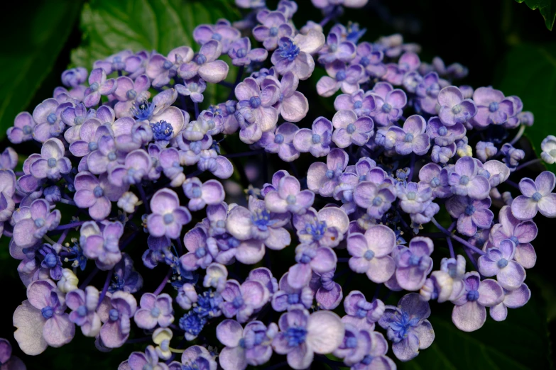 the small purple flowers are covered in dew