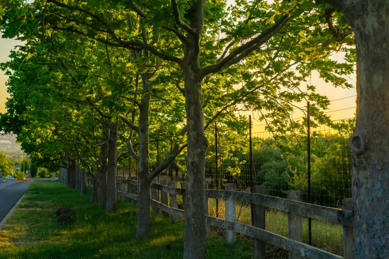 trees and fences line the street beside a road