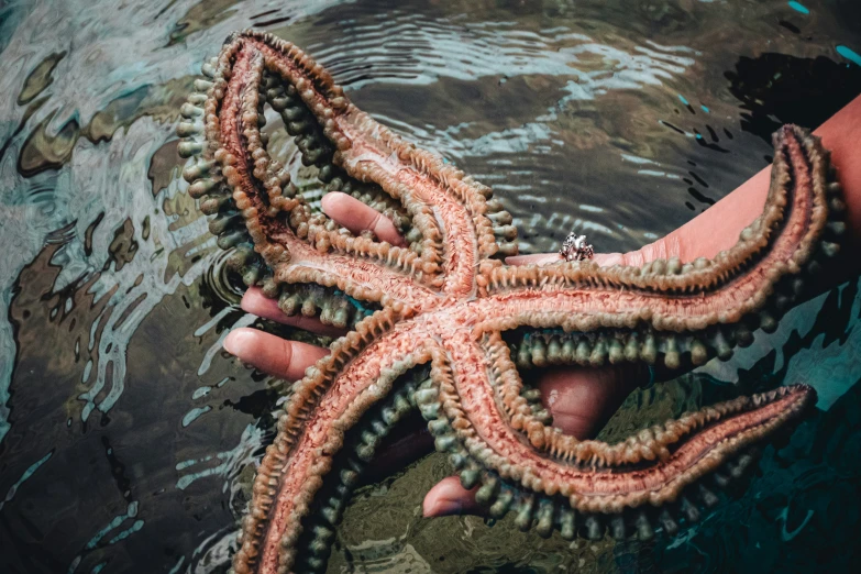 two hands are holding up an octo starfish