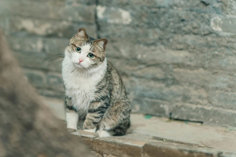 a cat sitting on the concrete wall of a building