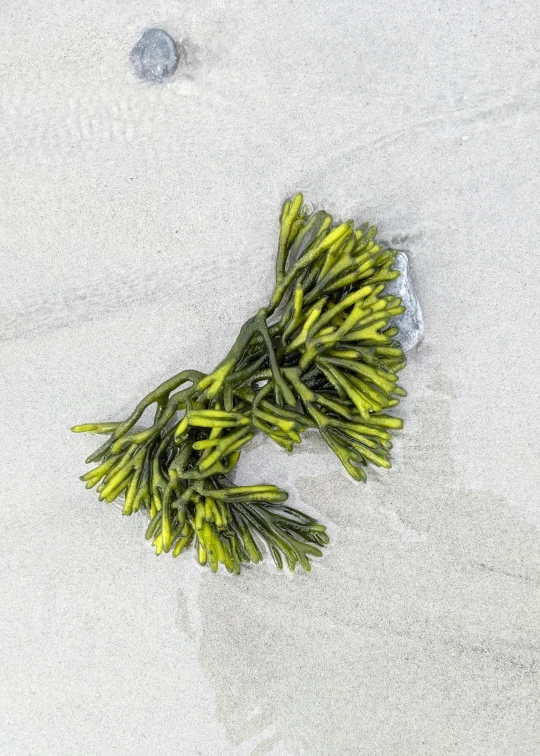 plants are sticking out of the snow near some water