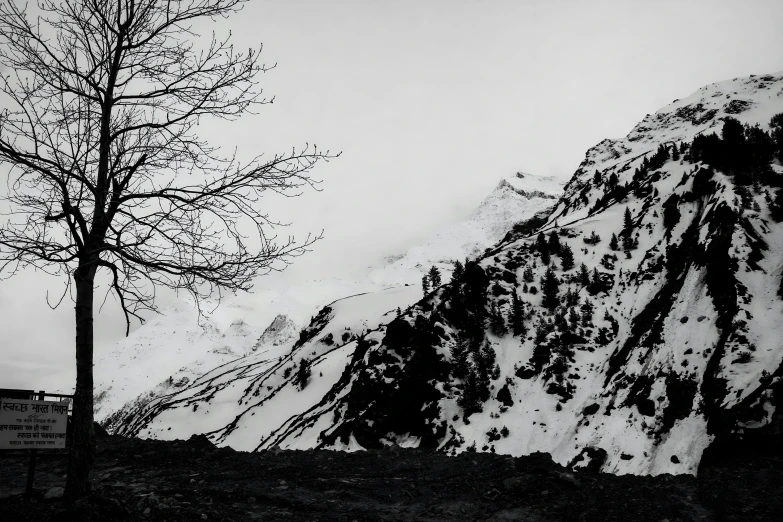 a black and white picture of a tree with snow on the top