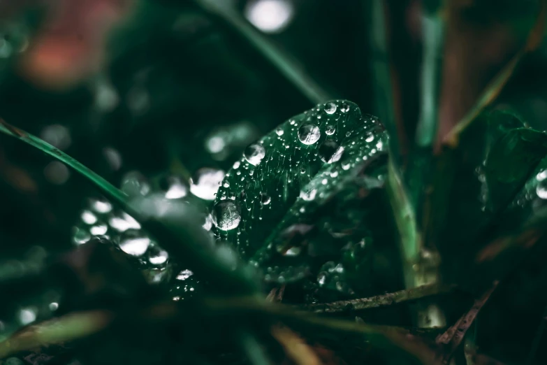 a close - up of water drops that were falling off the leaves